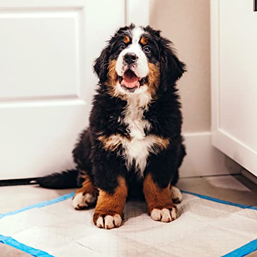 Four Paws Wee-Wee Superior Performance Unscented Pee Pads for Dogs & Puppies, Quilted Leak-Proof Dog Housebreaking Potty Training Floor Protection, 22" x 23", 50 Count