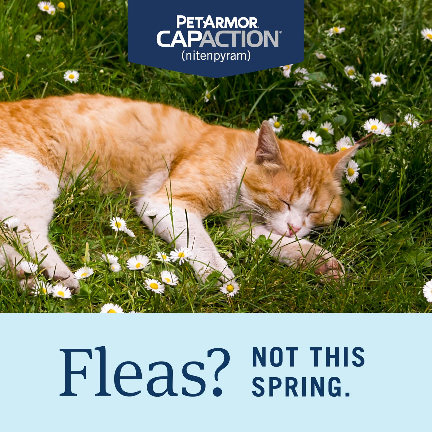 PetArmor CAPACTION (nitenpyram) Oral Flea Treatment for Cats, Fast Acting Tablets Start Killing Fleas in 30 Minutes, Cats 2-25 lbs, 6 Doses