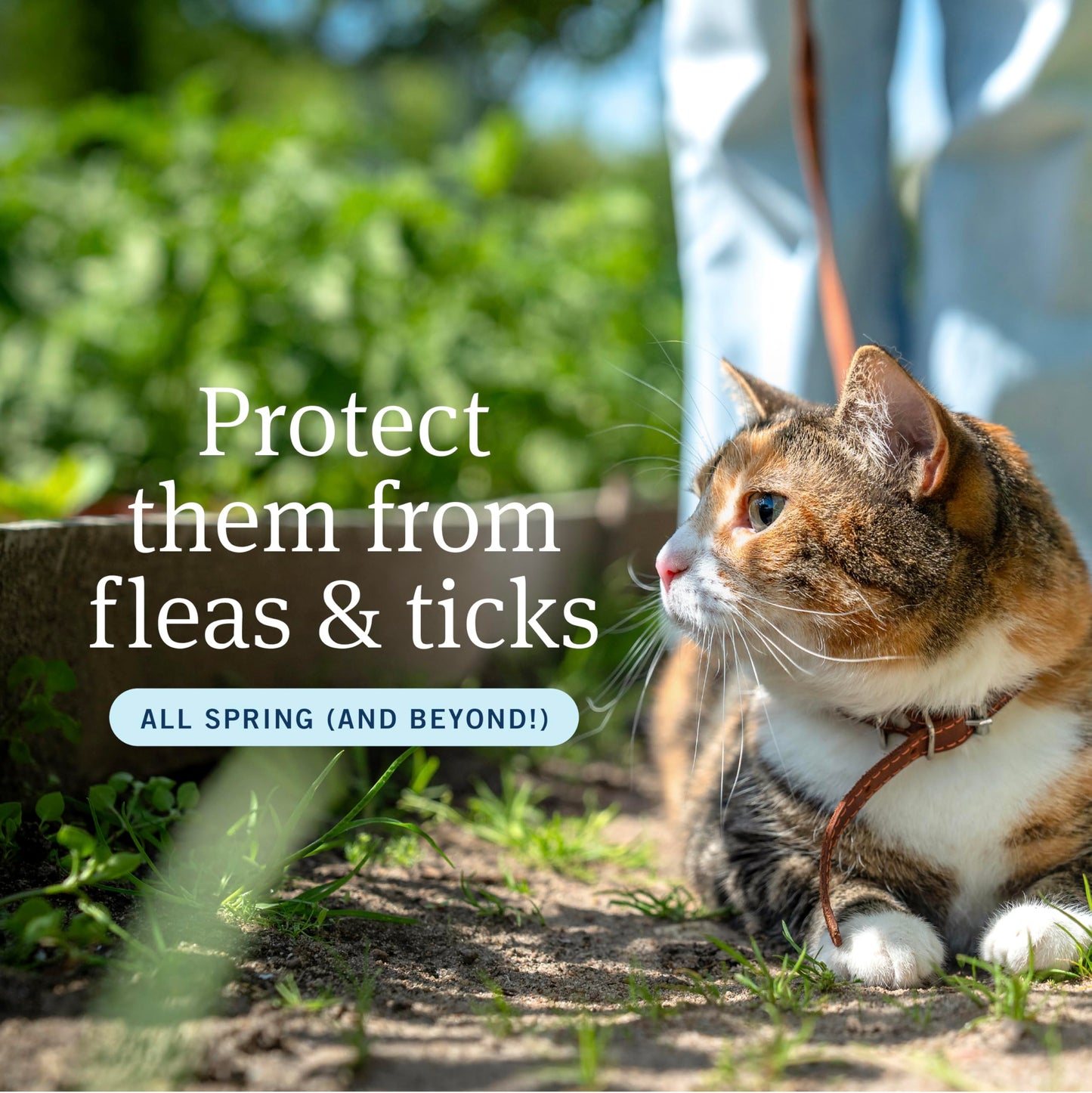 PetArmor Plus Flea and Tick Prevention for Cats, Cat Flea and Tick Treatment, 12 Doses, Waterproof Topical, Fast Acting, Cats Over 1.5 lbs