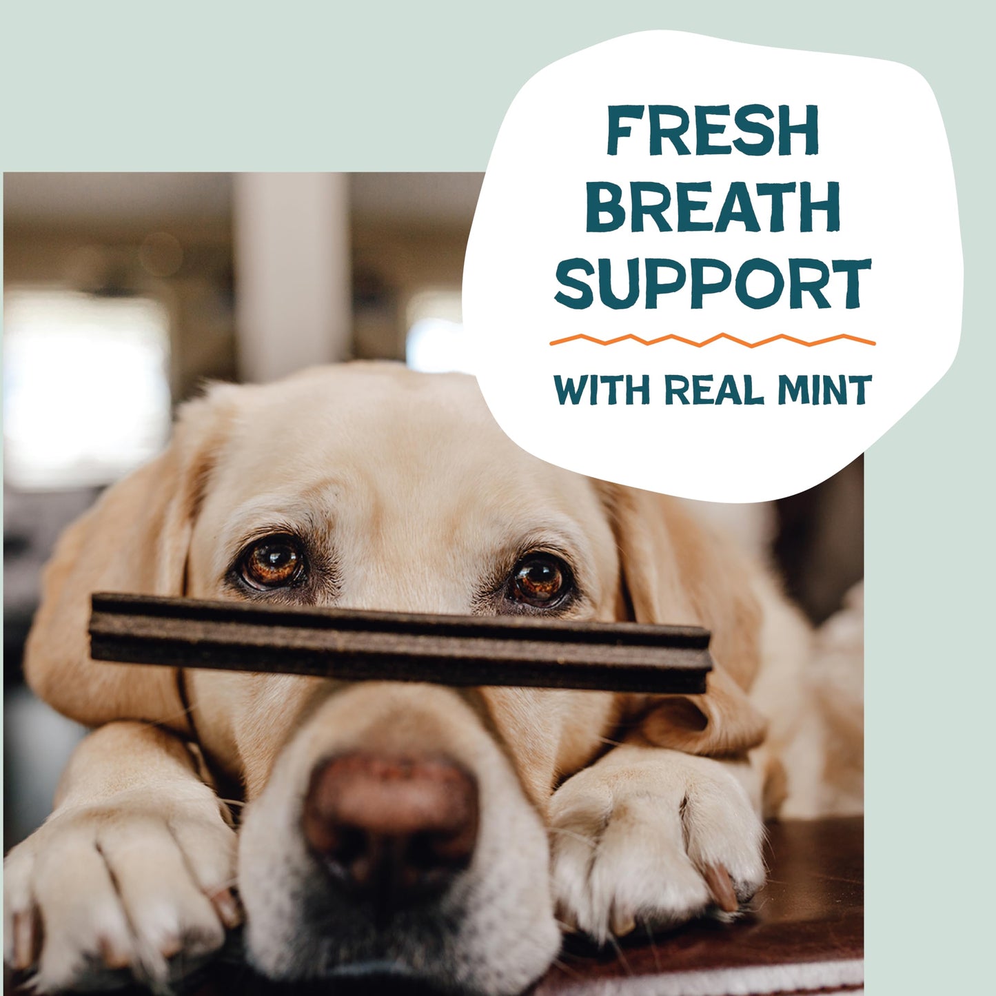 Shameless Pets Dental Treats for Dogs, Carrate Chomp (32 Sticks) - Dental Sticks with Skin & Coat Support for Teeth Cleaning & Fresh Breath - Dog Bones Dental Chews Free from Grain, Corn & Soy